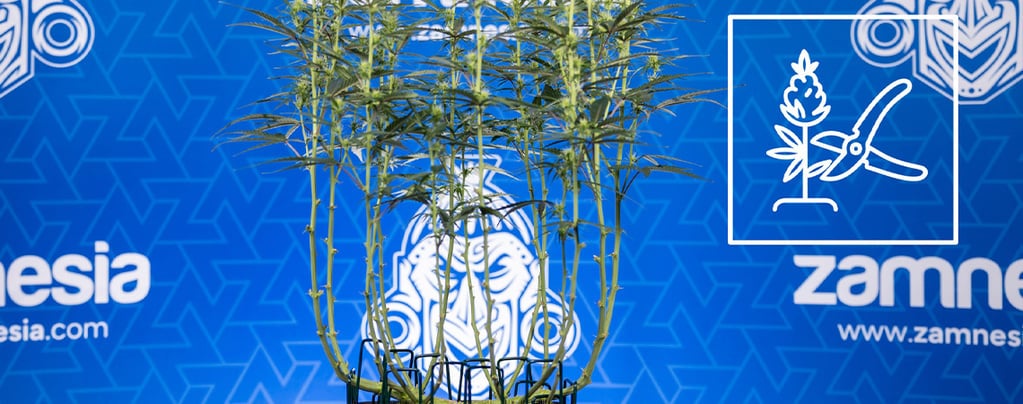 Come realizzare il lollipopping sulle piante di cannabis