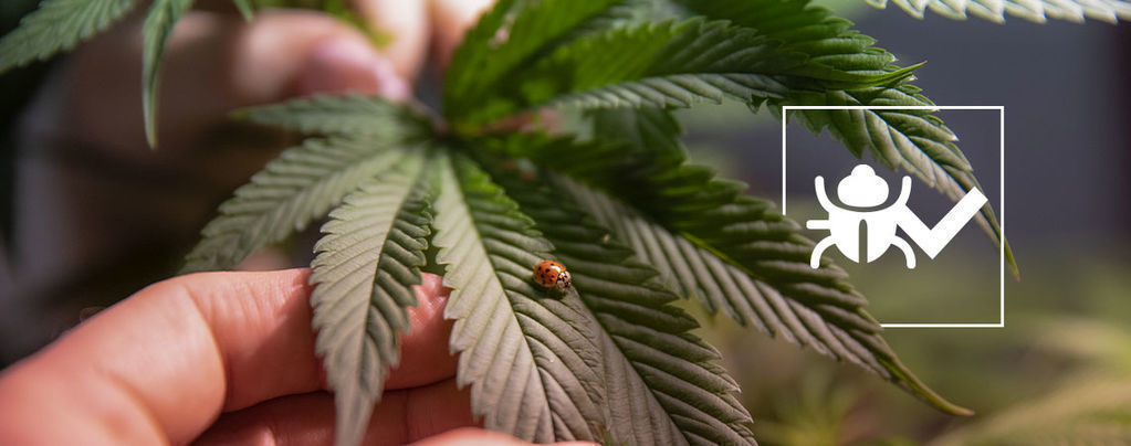 Insetti Che Aiutano A Far Crescere Meglio Le Piante Di Cannabis