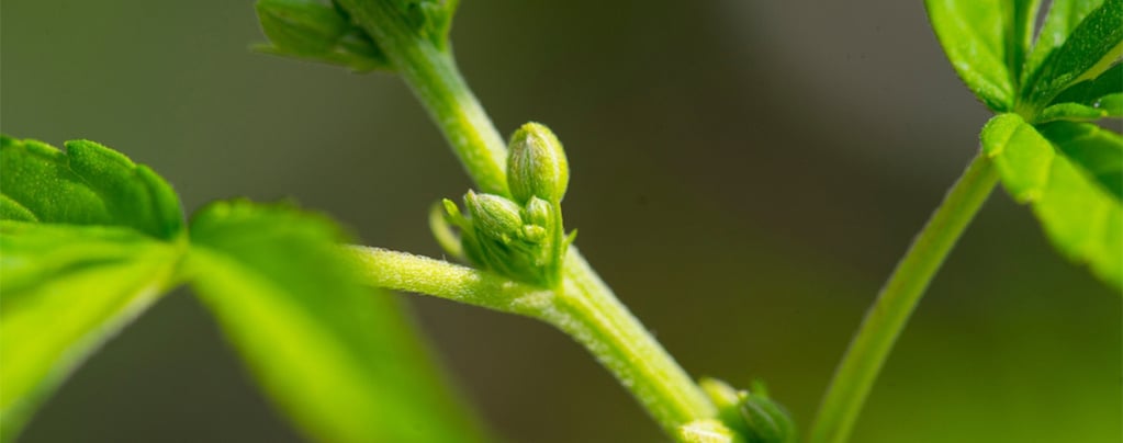 Perché È Così Importante Determinare Il Sesso Di Una Pianta Di Cannabis?