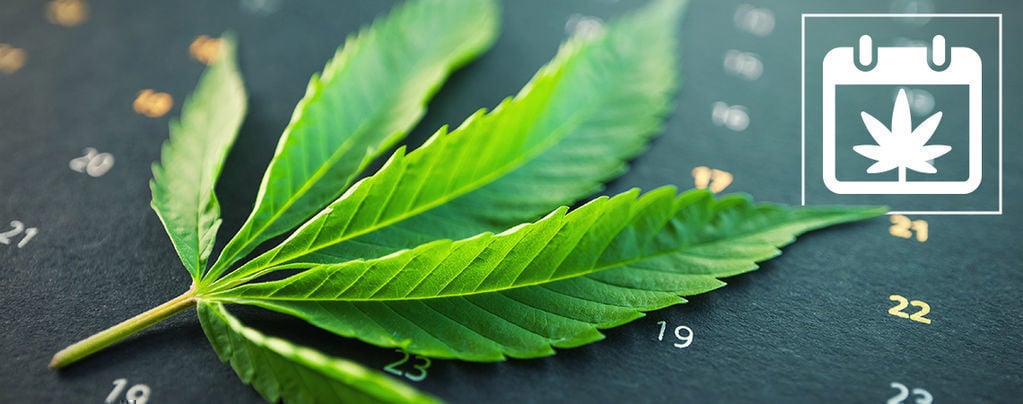 Calendario Per La Coltivazione Della Cannabis Outdoor Di Zamnesia