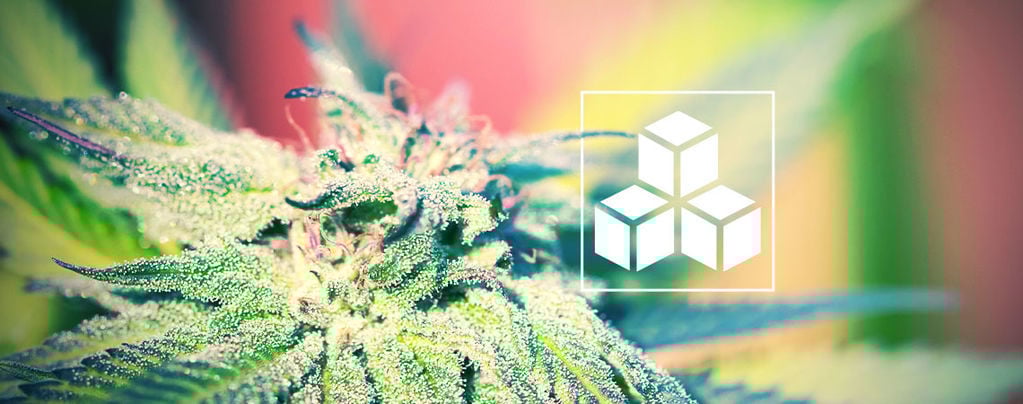 L’importanza Degli Zuccheri Nella Coltivazione Della Cannabis