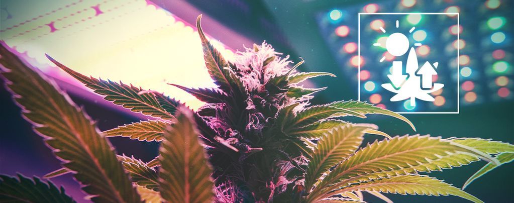 Cannabis E Fotosintesi