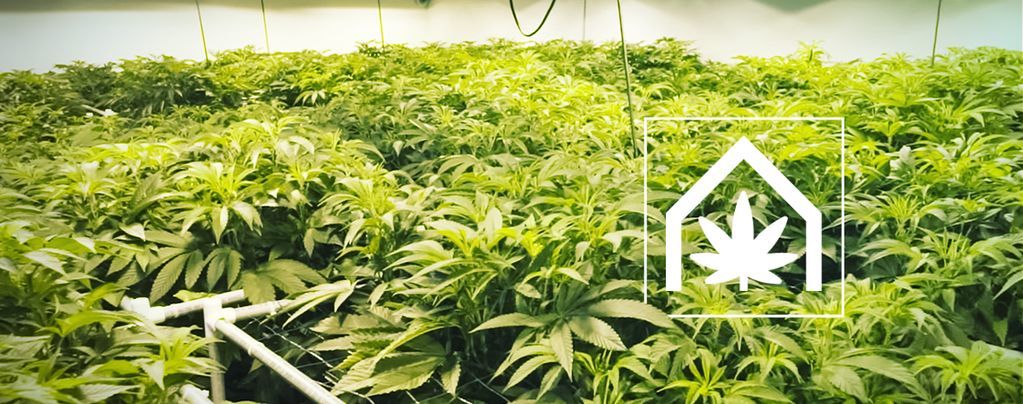 Come Creare E Conservare Uno Spazio Per Coltivare Cannabis