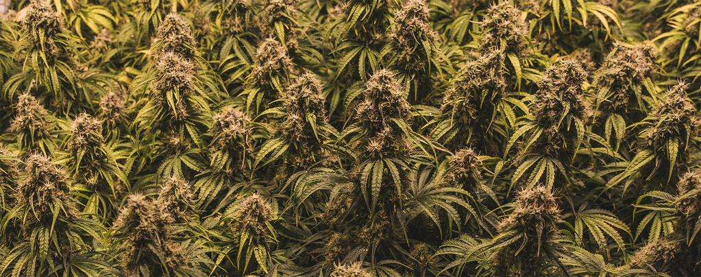 I segreti del metodo SOG svelati