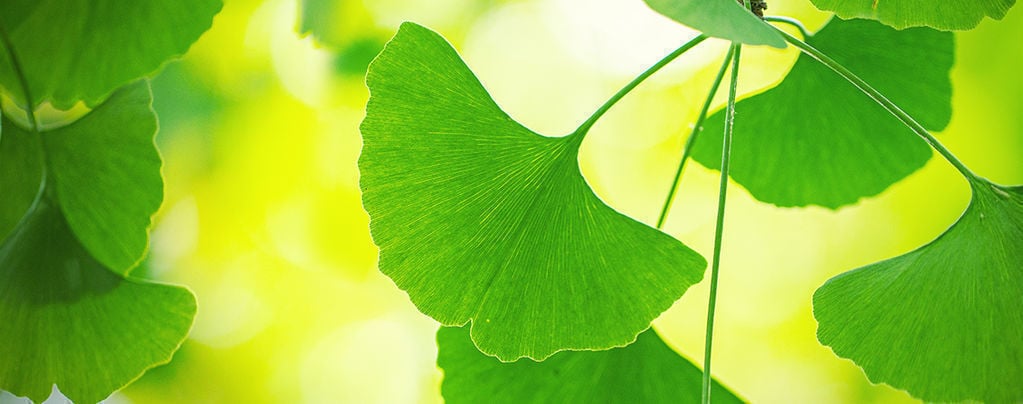 Come Ottenere Il Massimo Dal Ginkgo Biloba