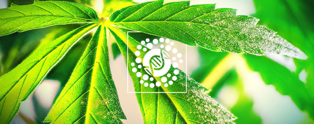 Tutto Ciò Che C'È Da Sapere Su Polline E Breeding Di Cannabis