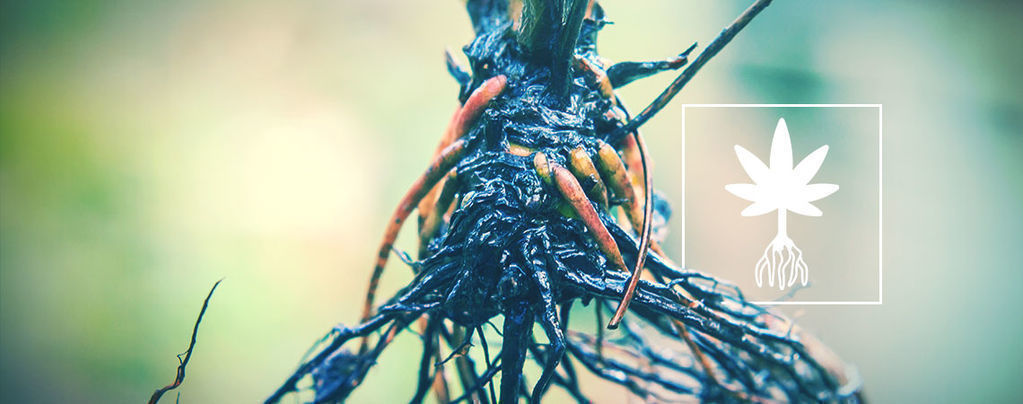 Come Identificare E Risolvere Il Marciume Radicale Nella Cannabis