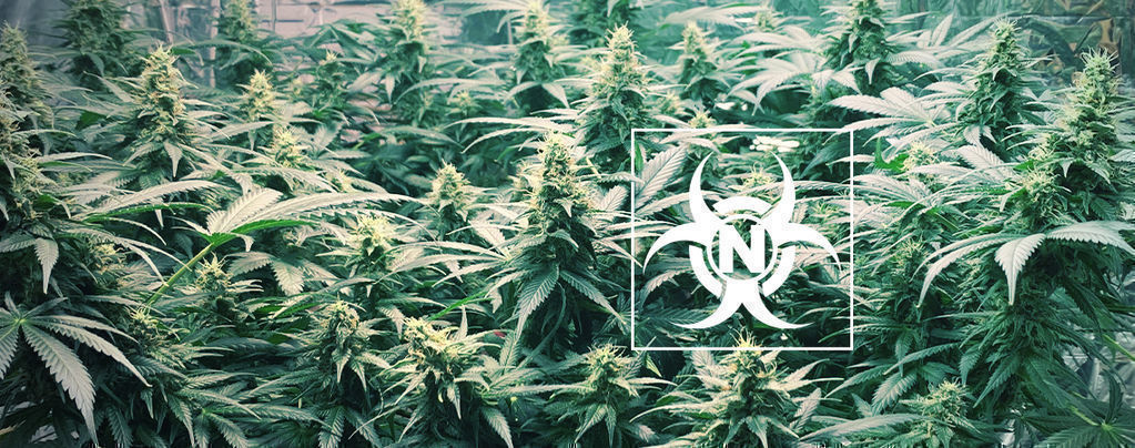 Tossicità Dell’Azoto Nelle Piante Di Cannabis