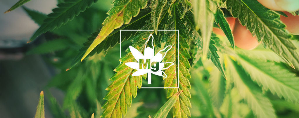 Carenza Di Magnesio Nelle Piante Di Cannabis