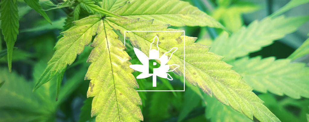 Carenza Di Fosforo Nelle Piante Di Cannabis