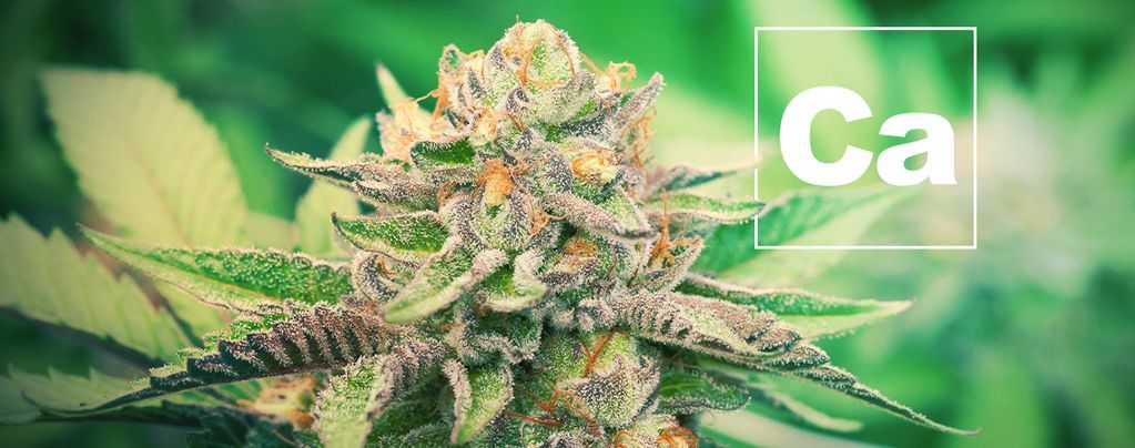 Il Calcio E Le Piante Di Cannabis