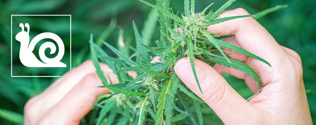 Crescita Lenta Della Cannabis: Cause E Soluzioni