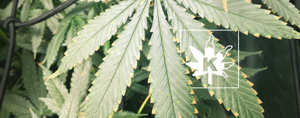 Carenza Di Potassio Nelle Piante Di Cannabis