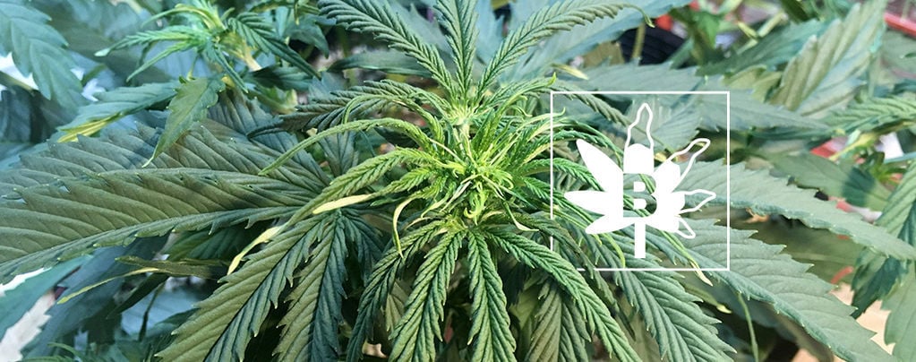 Carenza Di Boro Nelle Piante Di Cannabis