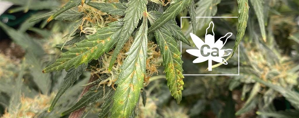 Carenza Di Calcio Nelle Colture Di Cannabis