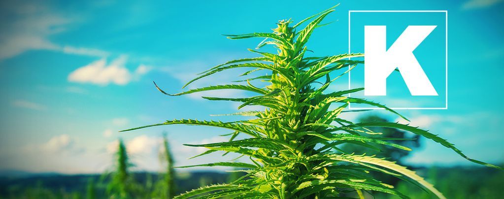 L'Importanza Del Potassio Per Le Piante Di Cannabis
