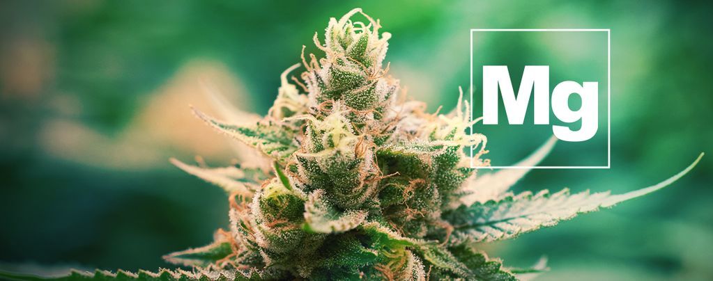 L’importanza Del Magnesio Per Le Piante Di Cannabis