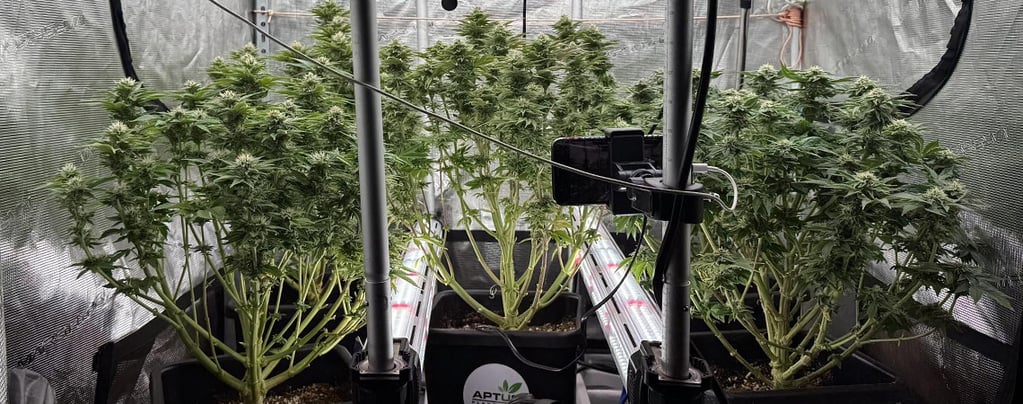 Illuminazione interchioma per coltivare cannabis: Sì o no?