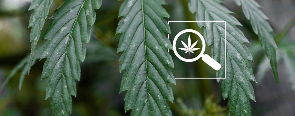 Macchie bianche sulle foglie di cannabis