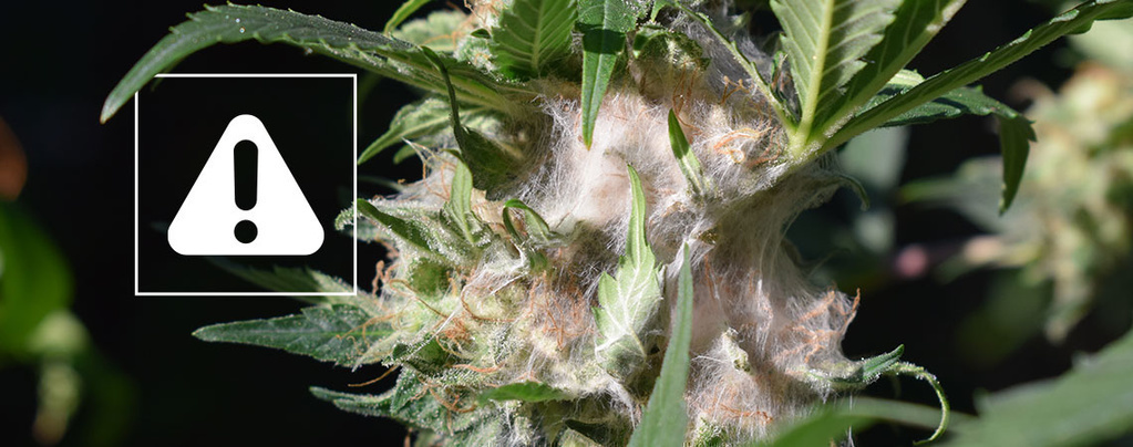 Come individuare e prevenire la muffa delle cime nella cannabis