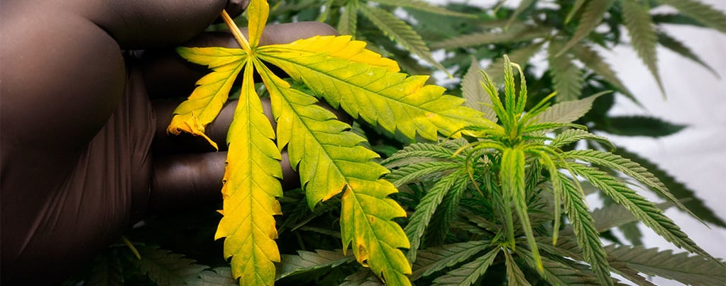 Come trattare e prevenire le foglie gialle sulle piante di cannabis