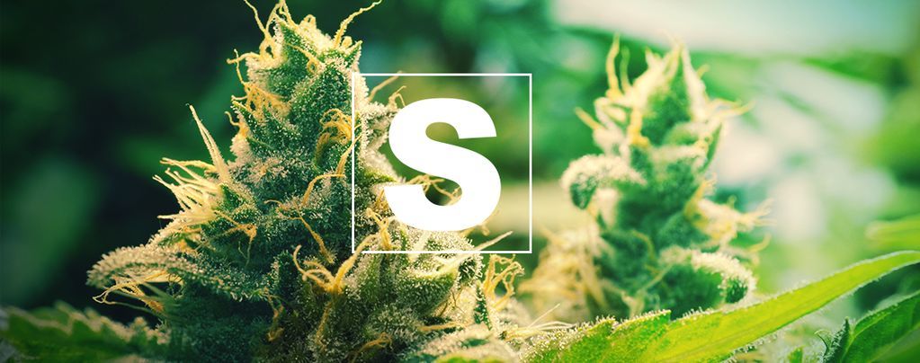 L’importanza Dello Zolfo Per Le Piante Di Cannabis