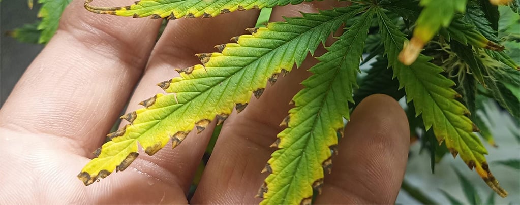 Bruciatura da fertilizzanti: Come riconoscerla per salvare le piante di cannabis