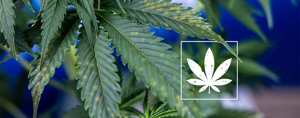 Guida per identificare le macchie marroni sulle foglie di cannabis