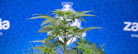 Perché le foglie della mia cannabis si arricciano verso il basso?