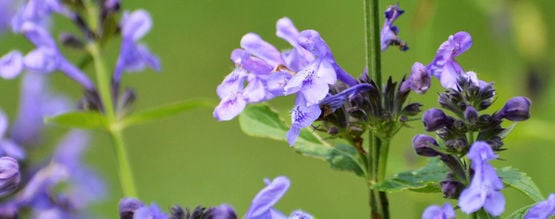 Skullcap: Tutto Quello Che C'è Da Sapere