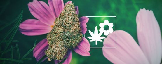 Come Coltivare Cannabis Migliore Con La Consociazione Di Piante