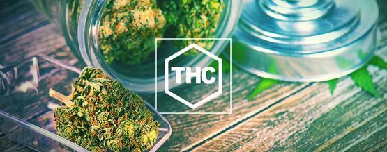 Tutto Ciò Che C'è Da Sapere Sul THC