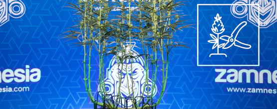 Come realizzare il lollipopping sulle piante di cannabis