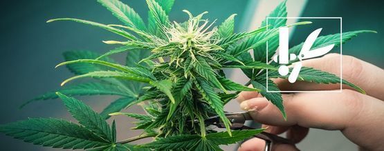 Consigli E Tecniche Per Potare La Cannabis