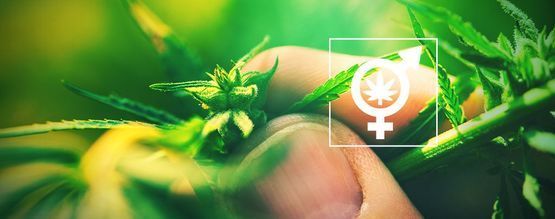 Perché È Così Importante Determinare Il Sesso Di Una Pianta Di Cannabis?