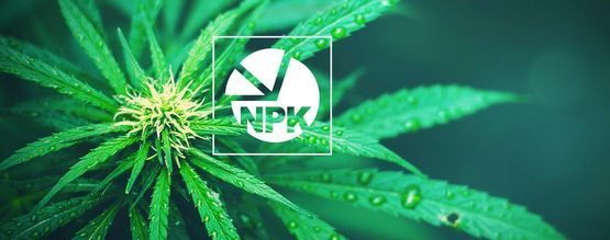 NPK: Qual È Il Miglior Rapporto Di Nutrienti Per La Cannabis?