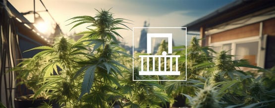 Perché Dovreste Coltivare Cannabis sui Vostri Balconi o Terrazze?