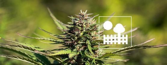 Coltivare Cannabis In Giardino O In Cortile