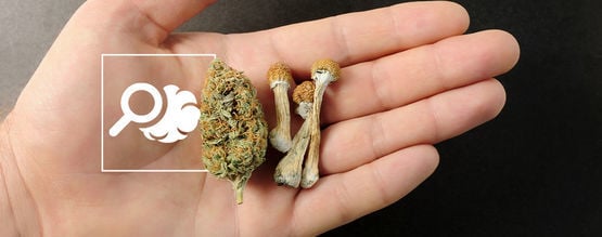 La Guida Definitiva Per Il Microdosaggio Di Psichedelici E Cannabis