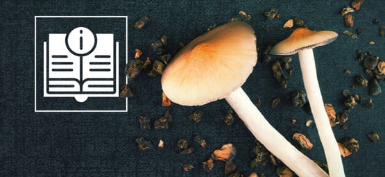 Informazioni Sui Funghi & Tartufi Magici