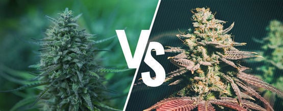 Cannabis A Fotoperiodo Vs Autofiorente: Qual È Quella Giusta Per Te?