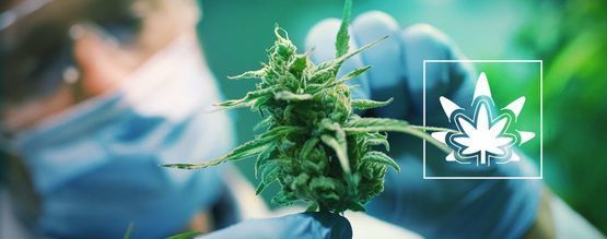 Come (E Perché) Rigenerare Le Piante Di Cannabis