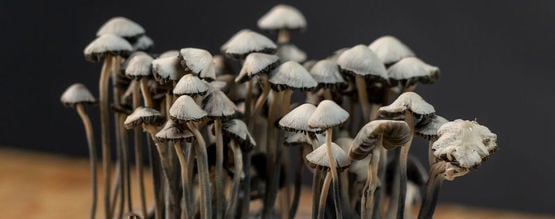 Come Usare I Kit Di Coltivazione Dei Funghi Copelandia