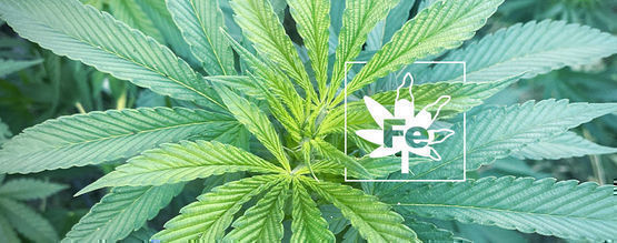 Carenza Di Ferro Nelle Piante Di Cannabis