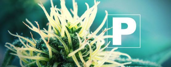 L’importanza Del Fosforo Per Le Piante Di Cannabis