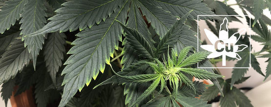 Carenza Di Rame Nelle Piante Di Cannabis