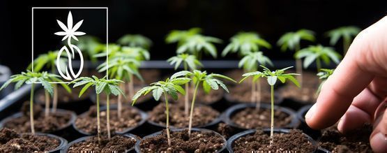 How to germinate cannabis seeds in soil