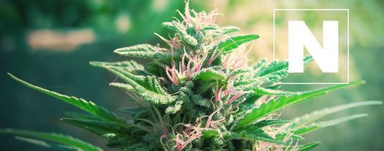 L'Importanza Dell'Azoto Per Le Piante Di Cannabis