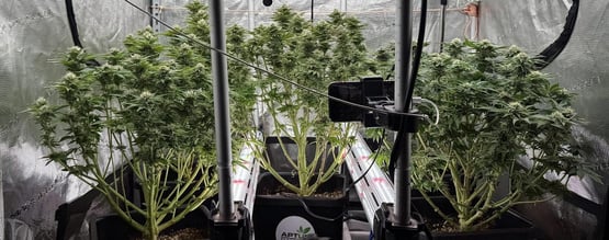 Illuminazione interchioma per coltivare cannabis: Sì o no?
