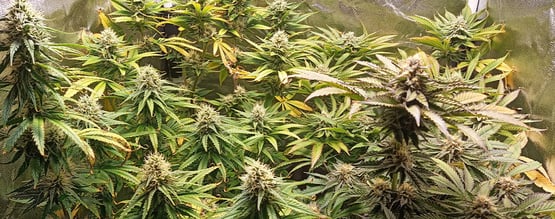 pH per la cannabis: come misurarlo e regolarlo
